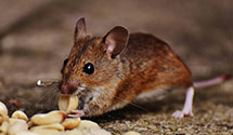 24 Hour & Emergency Exterminators in Lake Holcombe, WI